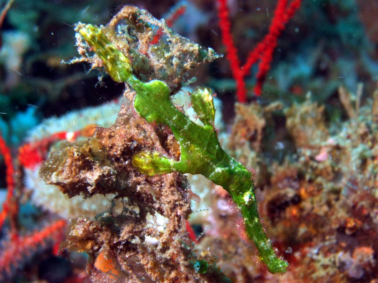 Solenostomus halimeda